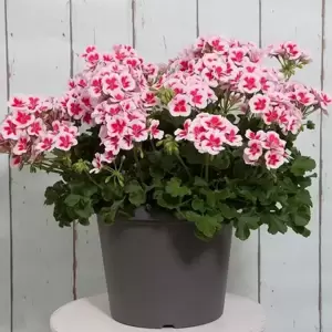 Pelargonium Sunrise® 'Smokey Eye™ White' - image 2