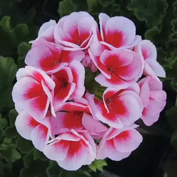 Pelargonium 'Sunrise Smokey Eye White' - image 1