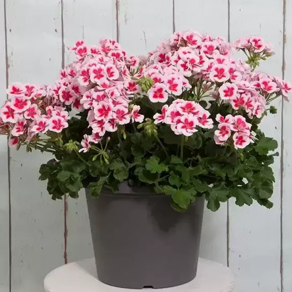 Pelargonium 'Sunrise Smokey Eye White' - image 2