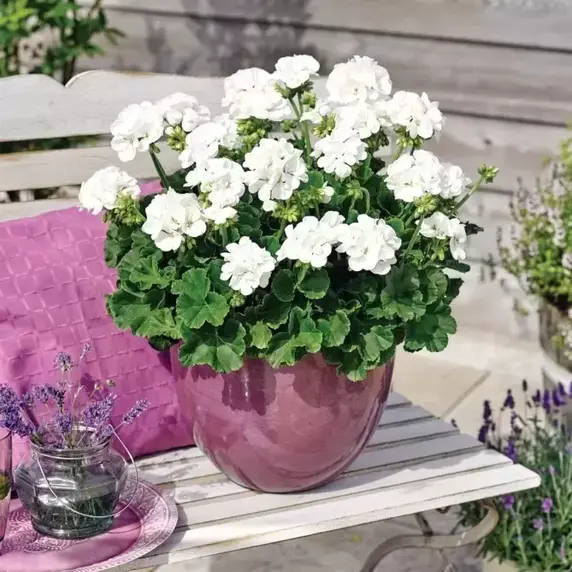 Pelargonium zonale 'Longlife White' - image 2