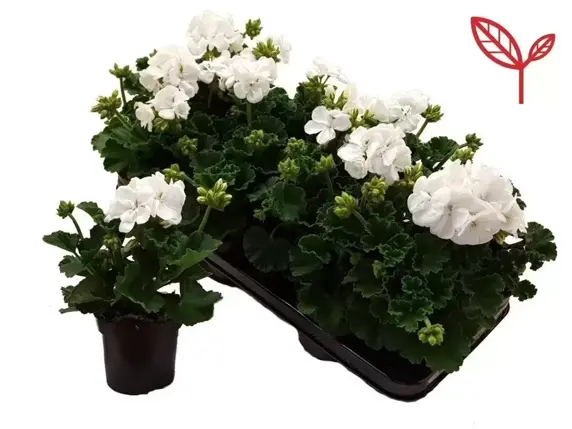 Pelargonium zonale 'Longlife White' - image 1