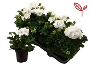 Pelargonium zonale 'Longlife White' - image 1