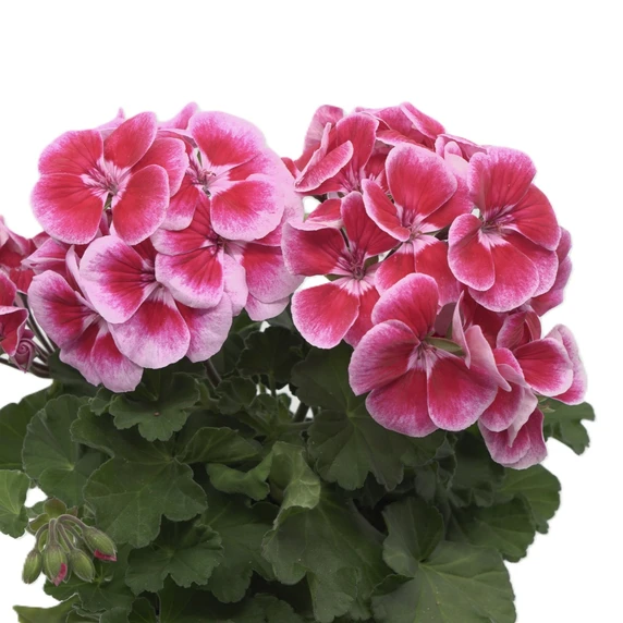 Pelargonium 'Ylenia' - image 2