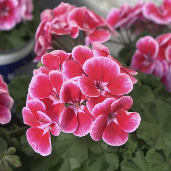 Picture - Selecta One