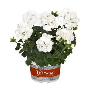 Picture - Florensis