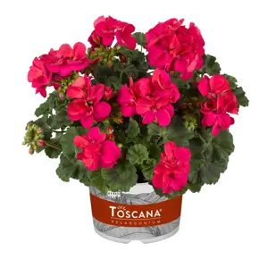 Picture - Florensis