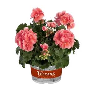 Picture - Florensis