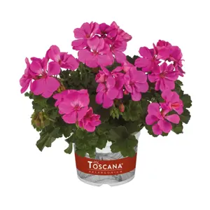 Picture - Florensis