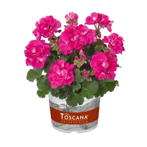 Picture - Florensis
