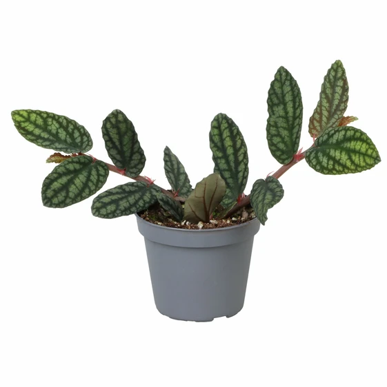 Pellionia pulchra 6cm - image 3