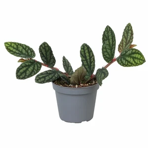 Pellionia pulchra 6cm - image 3