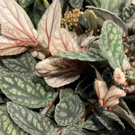 Pellionia pulchra 6cm - image 1