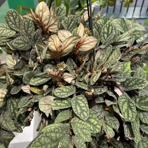 Pellionia pulchra 6cm - image 2