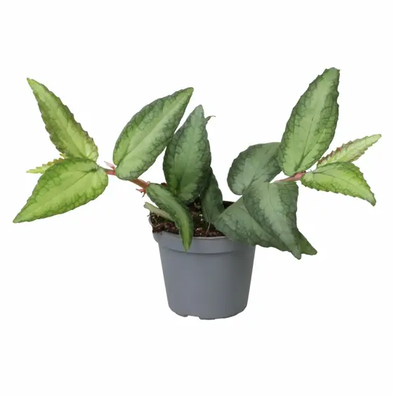 Pellionia repens 6cm - image 2