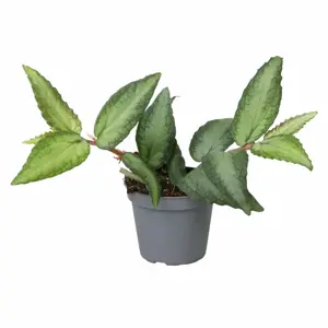 Pellionia repens 6cm - image 2