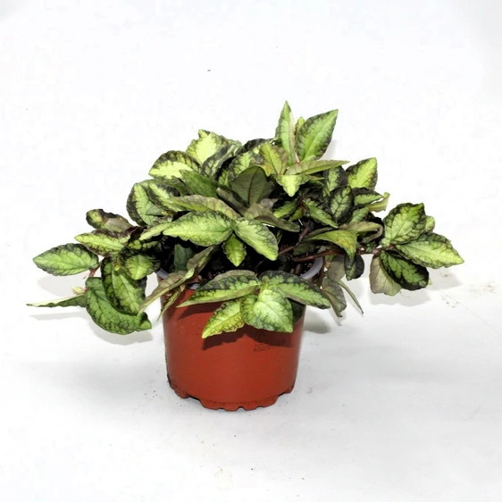 Pellionia repens