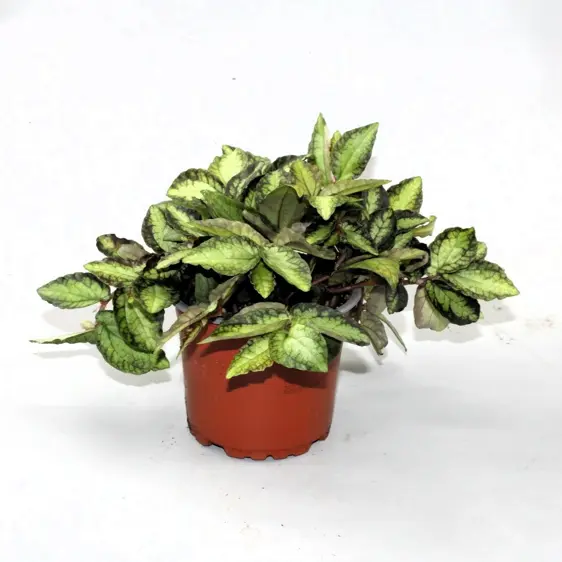 Pellionia repens 6cm - image 1