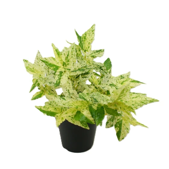 Pellionia repens 'Variegata' - image 1