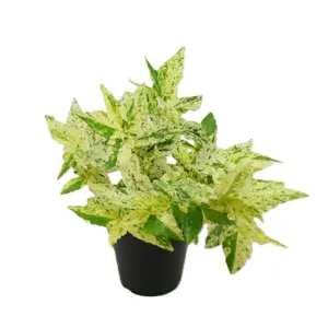 Pellionia repens 'Variegata' - image 2