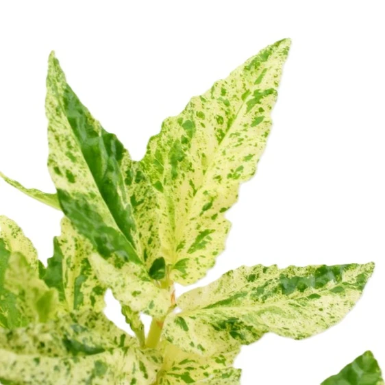 Pellionia repens 'Variegata' - image 2