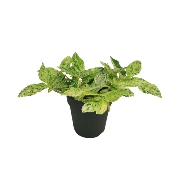 Pellionia repens 'Variegata'