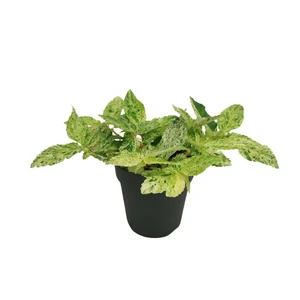 Pellionia repens 'Variegata'