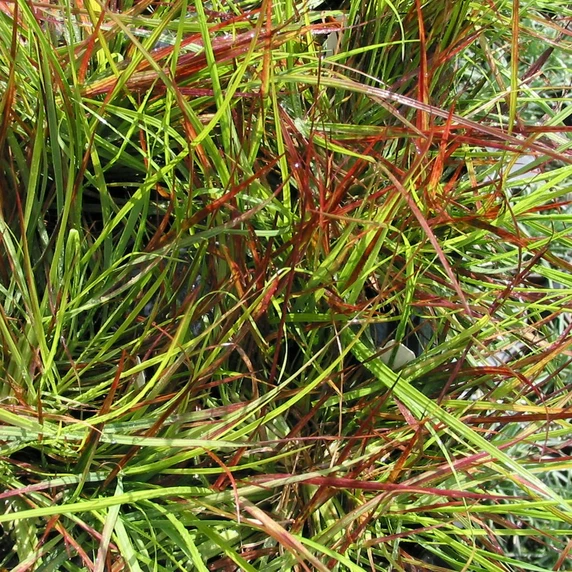 Pennisetum alopecuroides 'Burgundy Bunny' - image 2