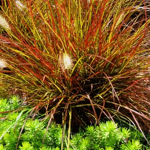 Pennisetum alopecuroides 'Burgundy Bunny' - image 1