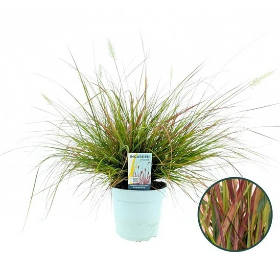 Pennisetum alopecuroides 'Burgundy Bunny' - image 3