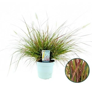 Pennisetum alopecuroides 'Burgundy Bunny' - image 3