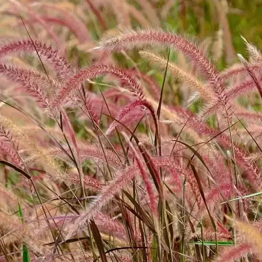 Pennisetum advena 'Fireworks' - image 2