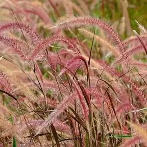 Pennisetum advena 'Fireworks' - image 2
