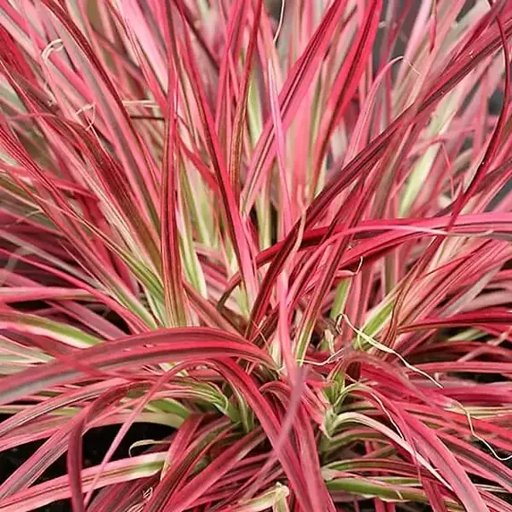Pennisetum advena 'Fireworks' - image 1