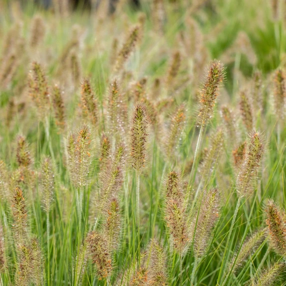 Pennisetum alopecuroides 'Hameln' 2L - image 2