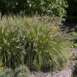 Pennisetum alopecuroides 'Hameln' 4.5L