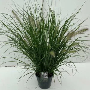 Pennisetum alopecuroides 'Hameln' 4.5L - image 1