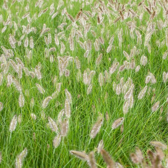 Pennisetum alopecuroides 'Hameln' 2L