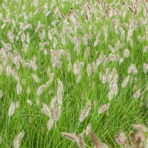 Pennisetum alopecuroides 'Hameln' 2L