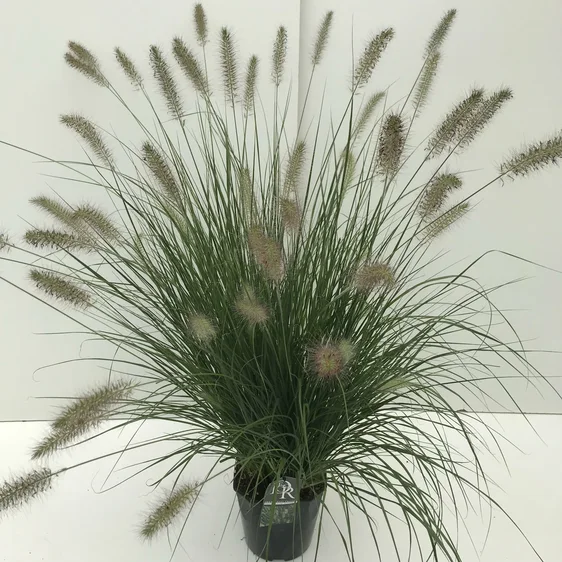 Pennisetum alopecuroides 'Hameln' 4.5L - image 2