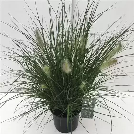 Pennisetum alopecuroides 'Hameln' 3L