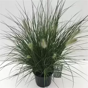 Pennisetum alopecuroides 'Hameln' 2L - image 2