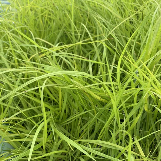 Pennisetum alopecuroides 'Hameln Gold' - image 1