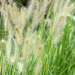 Pennisetum alopecuroides 'Little Bunny'