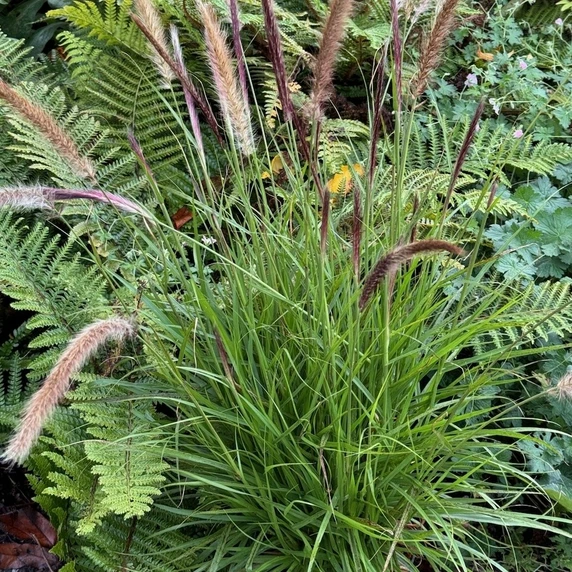Pennisetum alopecuroides 'Magic'