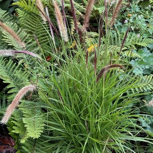 Pennisetum alopecuroides 'Magic'