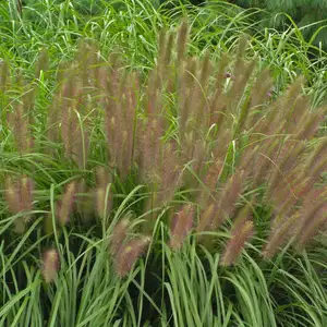 Picture - Walter's Gardens, Inc.