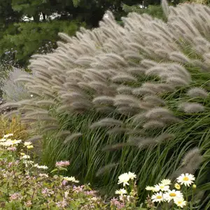 Picture - Walter's Gardens, Inc.