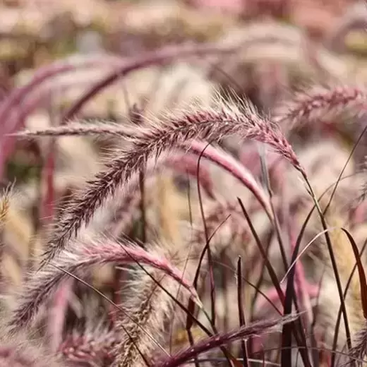 Pennisetum advena 'Rubrum' - image 2