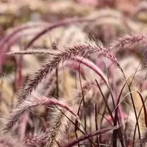 Pennisetum advena 'Rubrum' - image 2