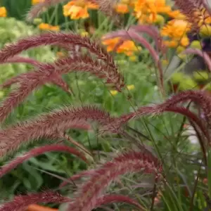 Pennisetum advena 'Rubrum' - image 3
